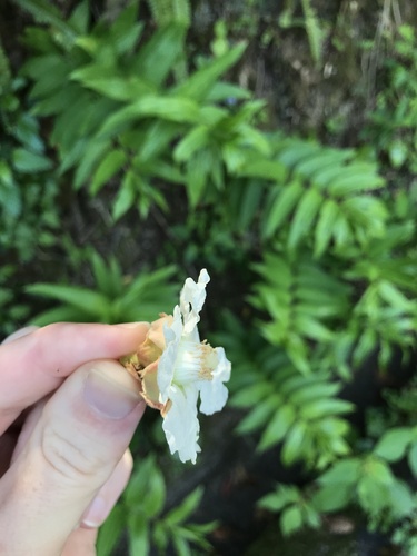 Image of Rubus sieboldii by no rights reserved