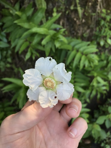 Image of Rubus sieboldii by no rights reserved