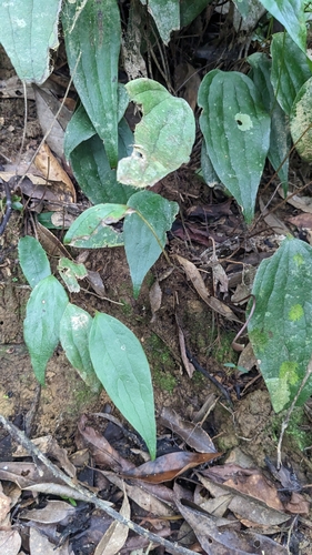 Cheiropleuria integrifolia (Cheiropleuria integrifolia)