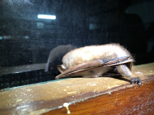 Harpiocephalus harpia