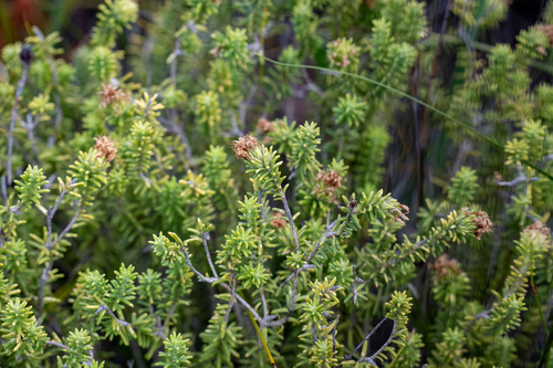 Campylostachys cernua (Campylostachys cernua)