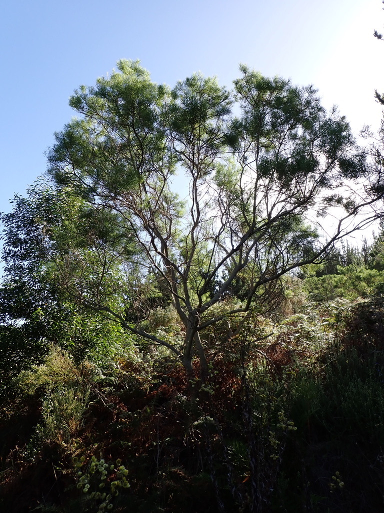 Tree Fountainbush From Belvidere Plantation Western Head Knysna tree-fountainbush-from-belvidere-plantation-western-head-knysna