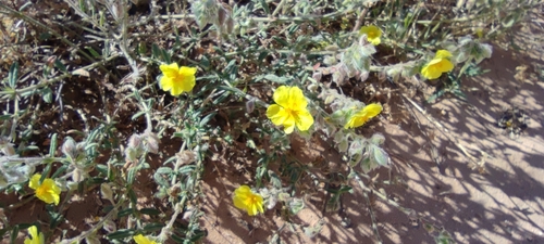Image of Helianthemum hirtum by (c) Santiago Martín-Bravo, some rights reserved (CC BY)