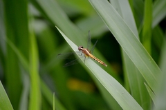 Erythrodiplax avittata