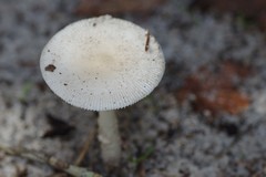 Amanita