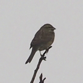 Cirl Bunting