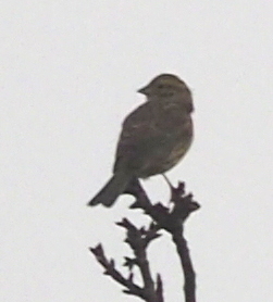 Cirl Bunting