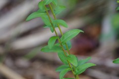 Solidago chapmanii