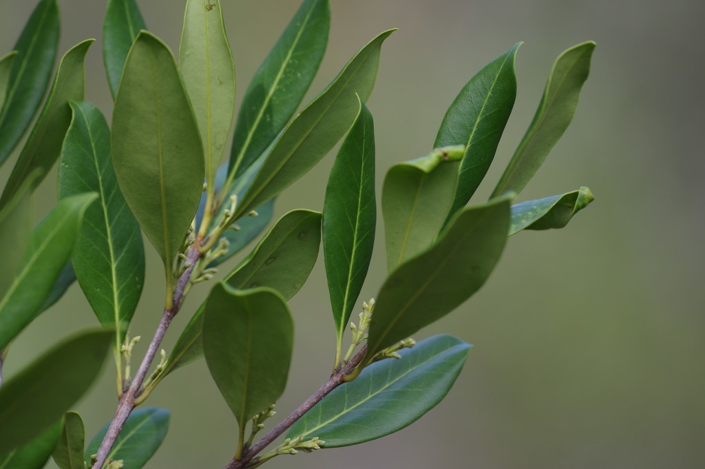 scrub wild olive