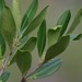 Scrub Wild Olive - Photo (c) Peter and Kim Connolly, some rights reserved (CC BY-NC), uploaded by Peter and Kim Connolly