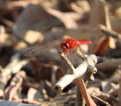 Crocothemis servilia