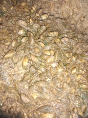 Mytilopsis leucophaeata