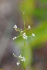 Polygonella
