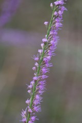 Liatris