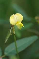 Vigna luteola
