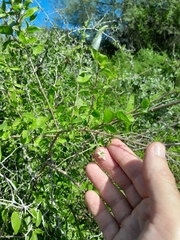 Lycium ciliatum, photograph demianlescano, CC0, iNaturalist via GBIF