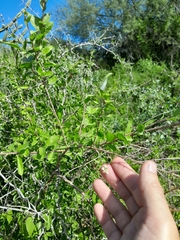 Lycium ciliatum, photograph demianlescano, CC0, iNaturalist via GBIF