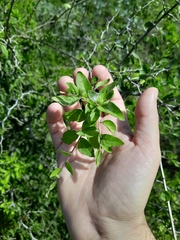 Lycium ciliatum, photograph demianlescano, CC0, iNaturalist via GBIF