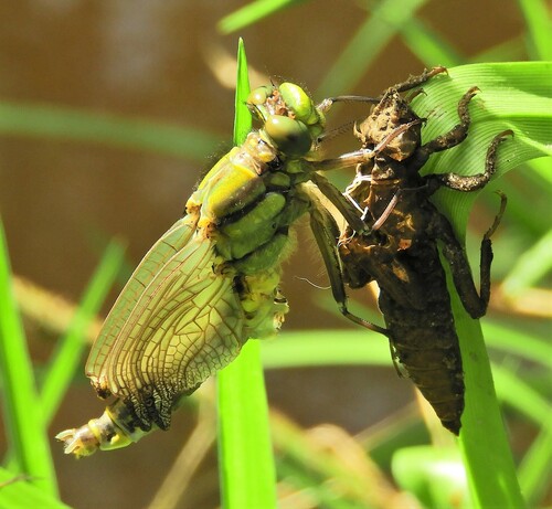 Common Clubtail, Boxtel, Nederland, photo 10 of 10