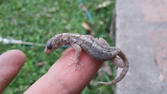 Gonatodes caudiscutatus