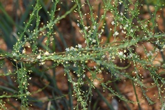 Asparagus cooperi
