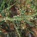 Asparagus cooperi - Photo (c) Joan Faiola, some rights reserved (CC BY-NC), uploaded by Joan Faiola