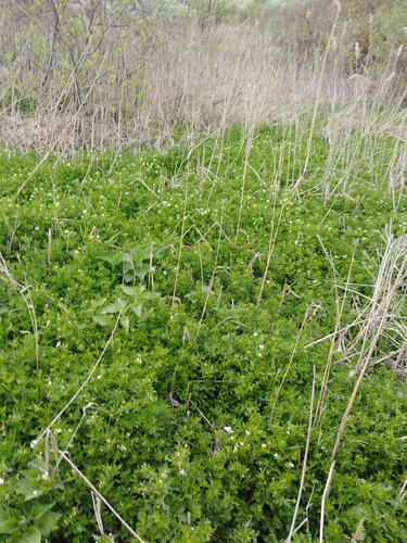 Cardamine amara (Cardamine amara)