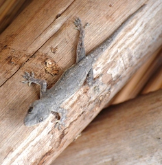 Hemidactylus platycephalus