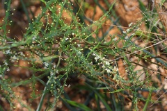 Asparagus cooperi