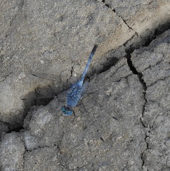 Diplacodes trivialis