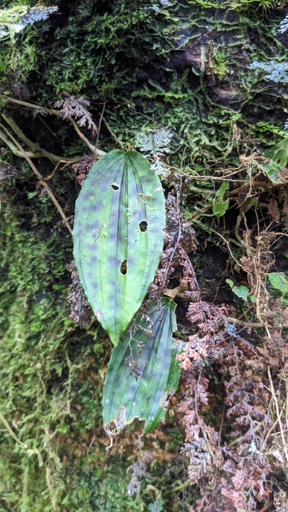Collabium formosanum