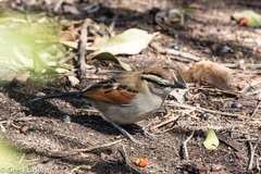 Tchagra australis