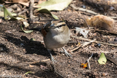 Tchagra australis