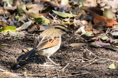 Tchagra australis