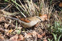 Tchagra australis