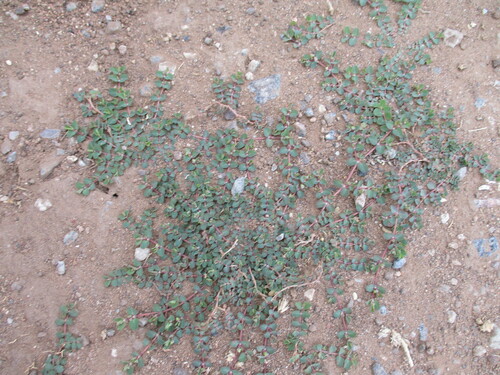 Matted Sandmat