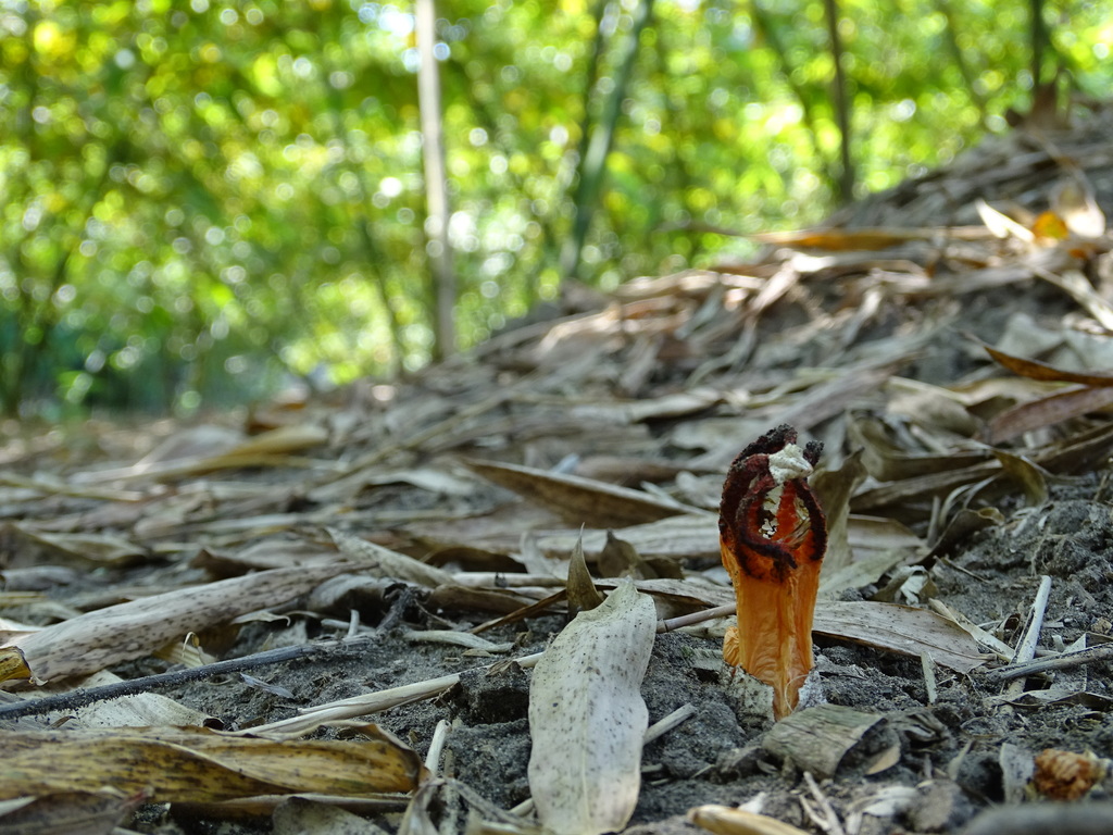 Lysurus mokusin · July 2017 · photo: © leaf0605 (iNaturalist, cc0)