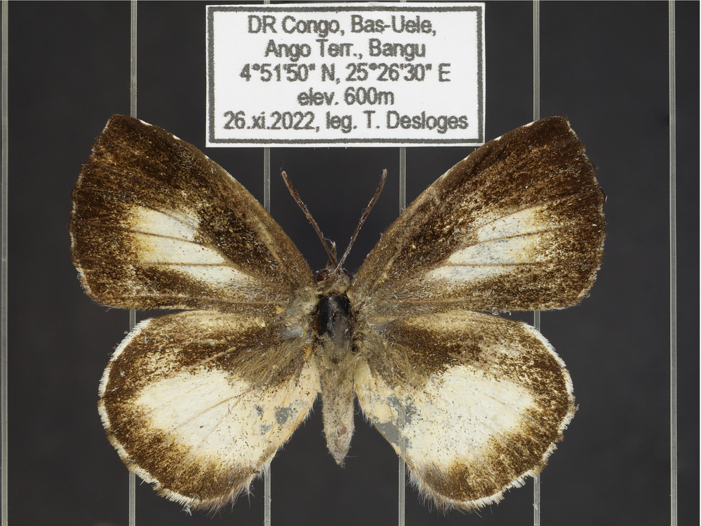 Reutlinger’s Large Woollyleg Butterflies