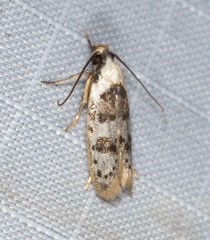 Scatochresis innumera