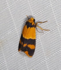 Stenoscaptia venusta