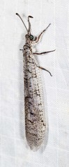 Protoplectron venustum