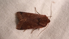 Agrochola haematidea