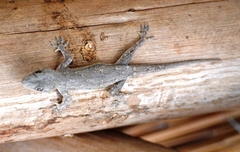 Hemidactylus platycephalus