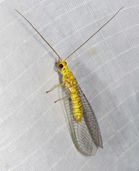Italochrysa