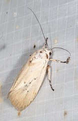 Cryptophasa balteata