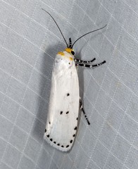 Cryptophasa delocentra