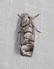 Lichenaula onychodes