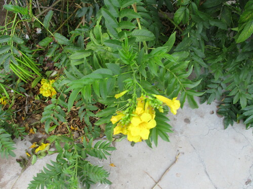 yellow trumpet flower