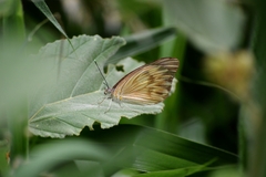 Ascia monuste orseis