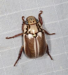 Anoplognathus abnormis